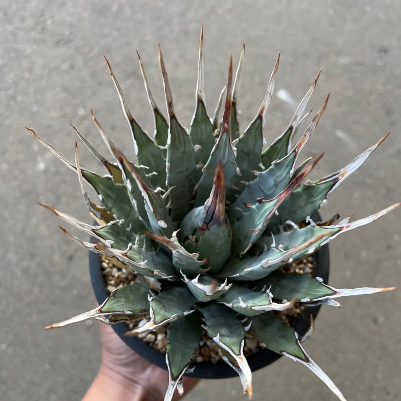 ユタエンシス エボリスピナ | STELLA.PLANTS