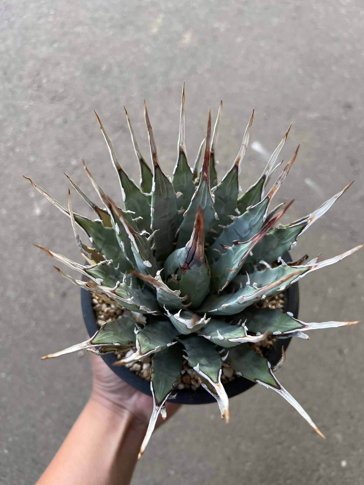 ユタエンシス エボリスピナ | STELLA.PLANTS