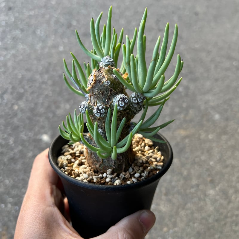 チレコドン　ペアルソニー　現地株　発根済　中サイズ 発根済 チレコドン ペアルソニー PE-02 × S.N.Pot 