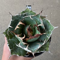 アガベ ホリダ ドワーフ カリフォルニア 陽炎 D.I.P鉢付き アガベ ホリダ ドワーフ カリフォルニア 陽炎 D.I.P鉢付き Yahoo