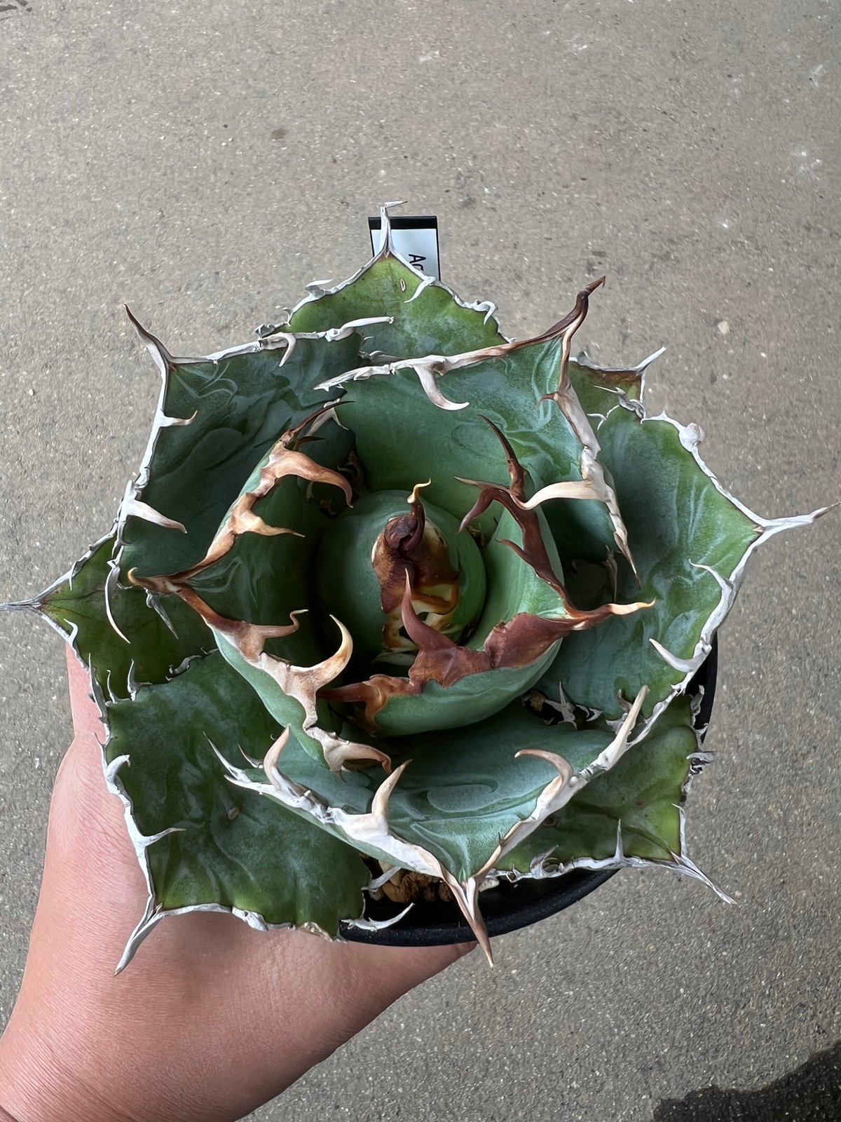 白鯨　アガベ アガベ 白鯨1 | STELLA.PLANTS