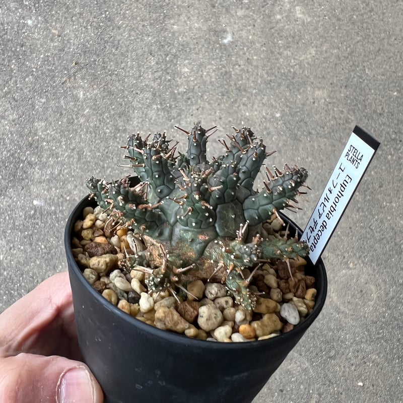 ユーフォルビア デセプタ6 | STELLA.PLANTS