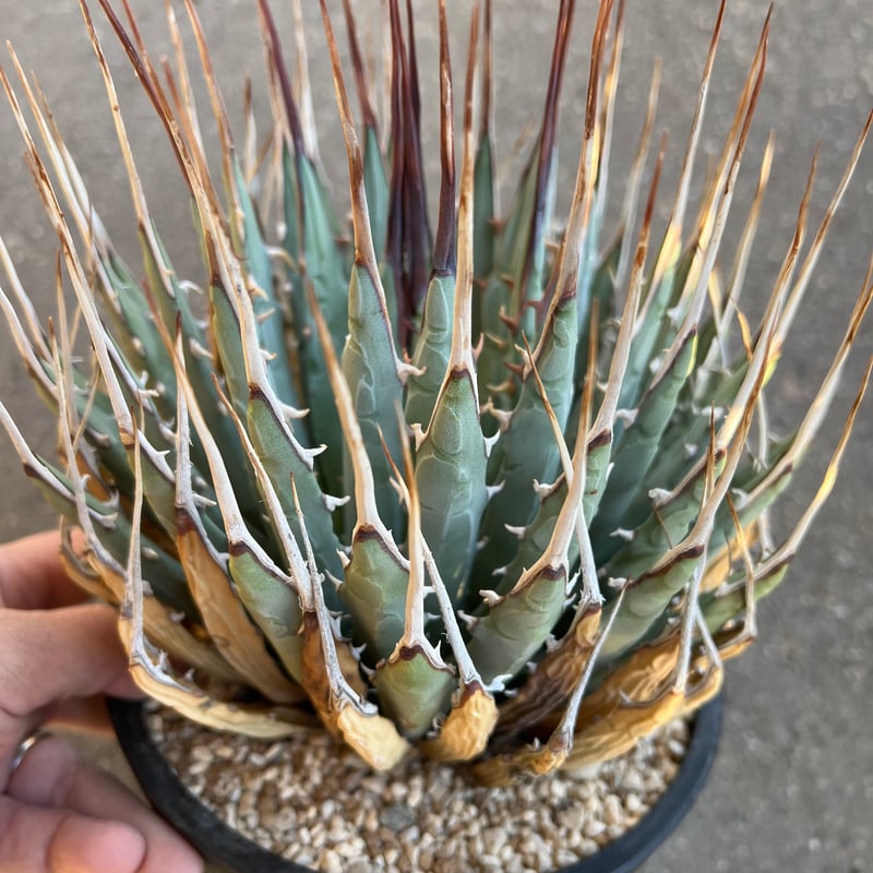 ユタエンシス エボリスピナ 6寸鉢 | STELLA.PLANTS