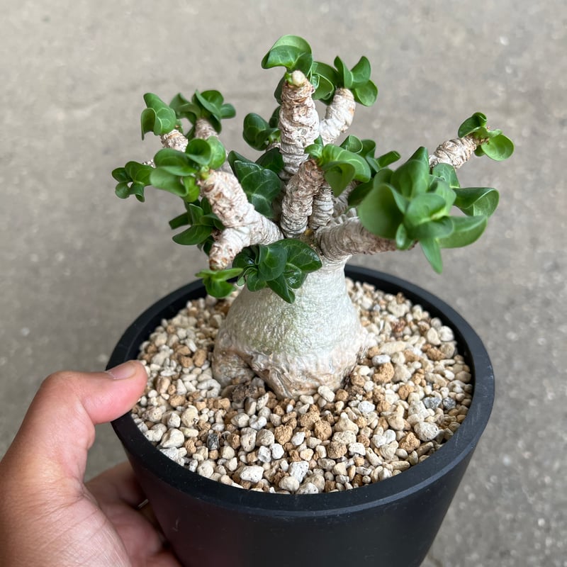 アデニウム　獅子葉　DHA アデニウム D.H.A (獅子葉) 「Adenium D.H.A」6/14-785 | SH