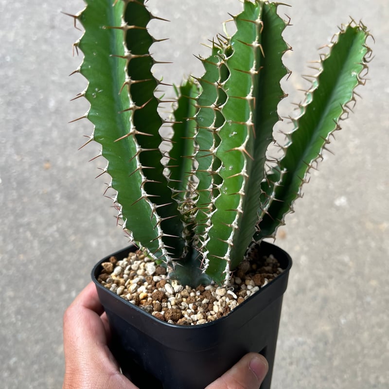 ユーフォルビア ムランジーナ em04 ユーフォルビア ムランジーナ4 | STELLA.PLANTS