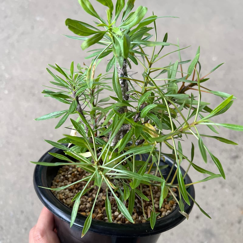 フォークイエリア プルプシー | STELLA.PLANTS フォークイエリア プルプシー | STELLA.PLANTS