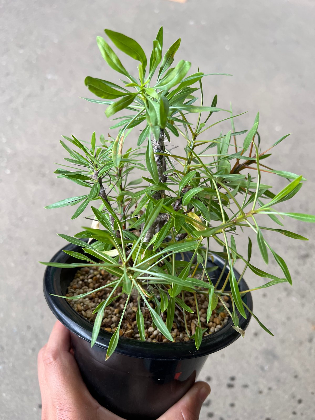 フォークイエリア プルプシー | STELLA.PLANTS フォークイエリア プルプシー | STELLA.PLANTS