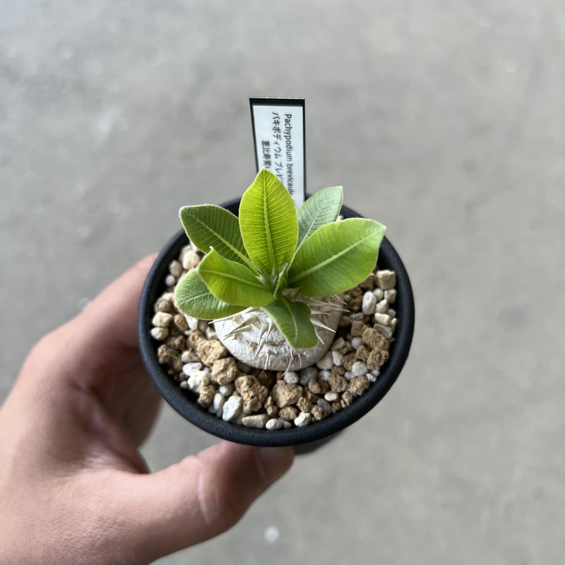 恵比寿笑い パキポディウム ブレビカウレ 鉢　left botanical パキポディウム・ブレビカウレ（恵比寿笑い）002 – linkplants