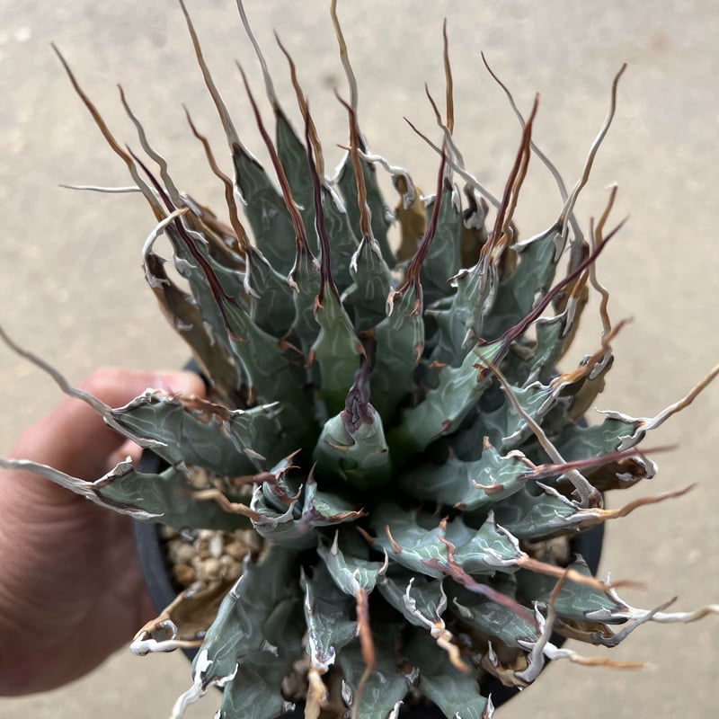 ユタエンシス エボリスピナ | STELLA.PLANTS ユタエンシス エボリスピナ | STELLA.PLANTS
