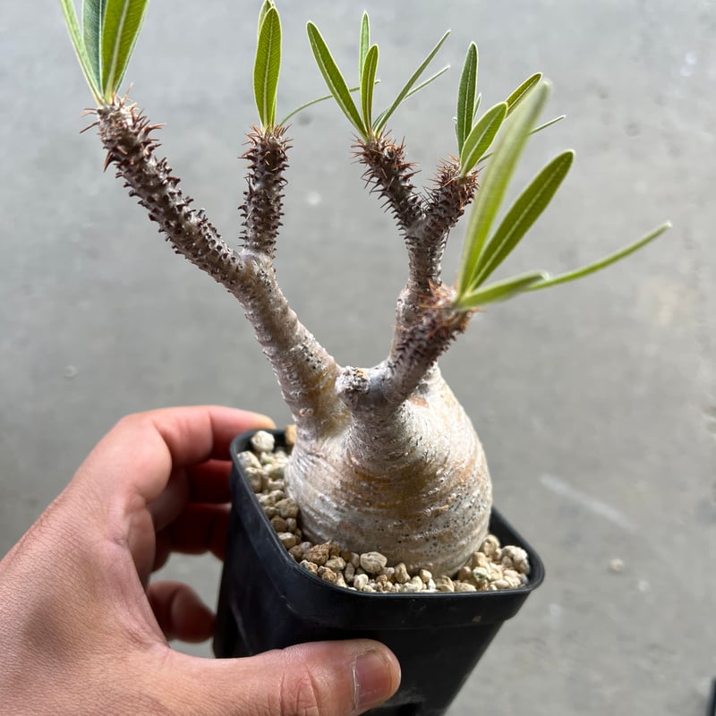 パキポディウムグラキリウス Pachypodium Gracilius パキポディウムグラキリウス | mana's fa