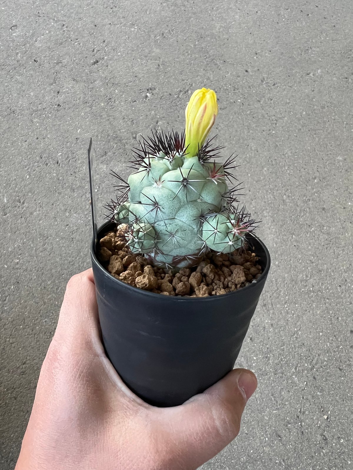 オルテゴカクタス　マクドガリー　実生 Copiapoa】サボテン オルテゴカクタス マクドガリー実生【875