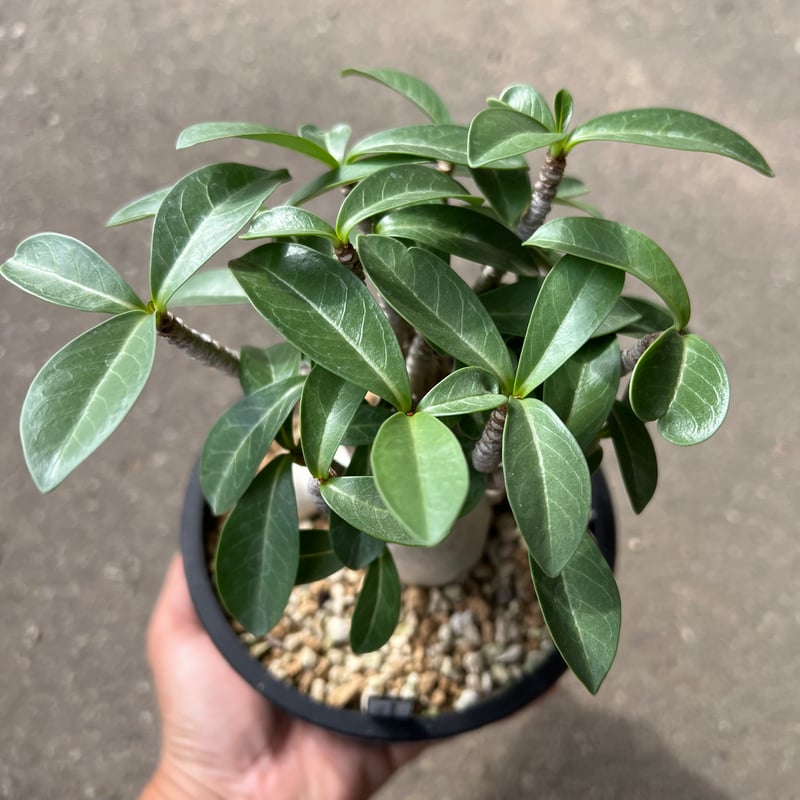 アデニウム コンパクトグリーン アデニウム： アラビカム コンパクト