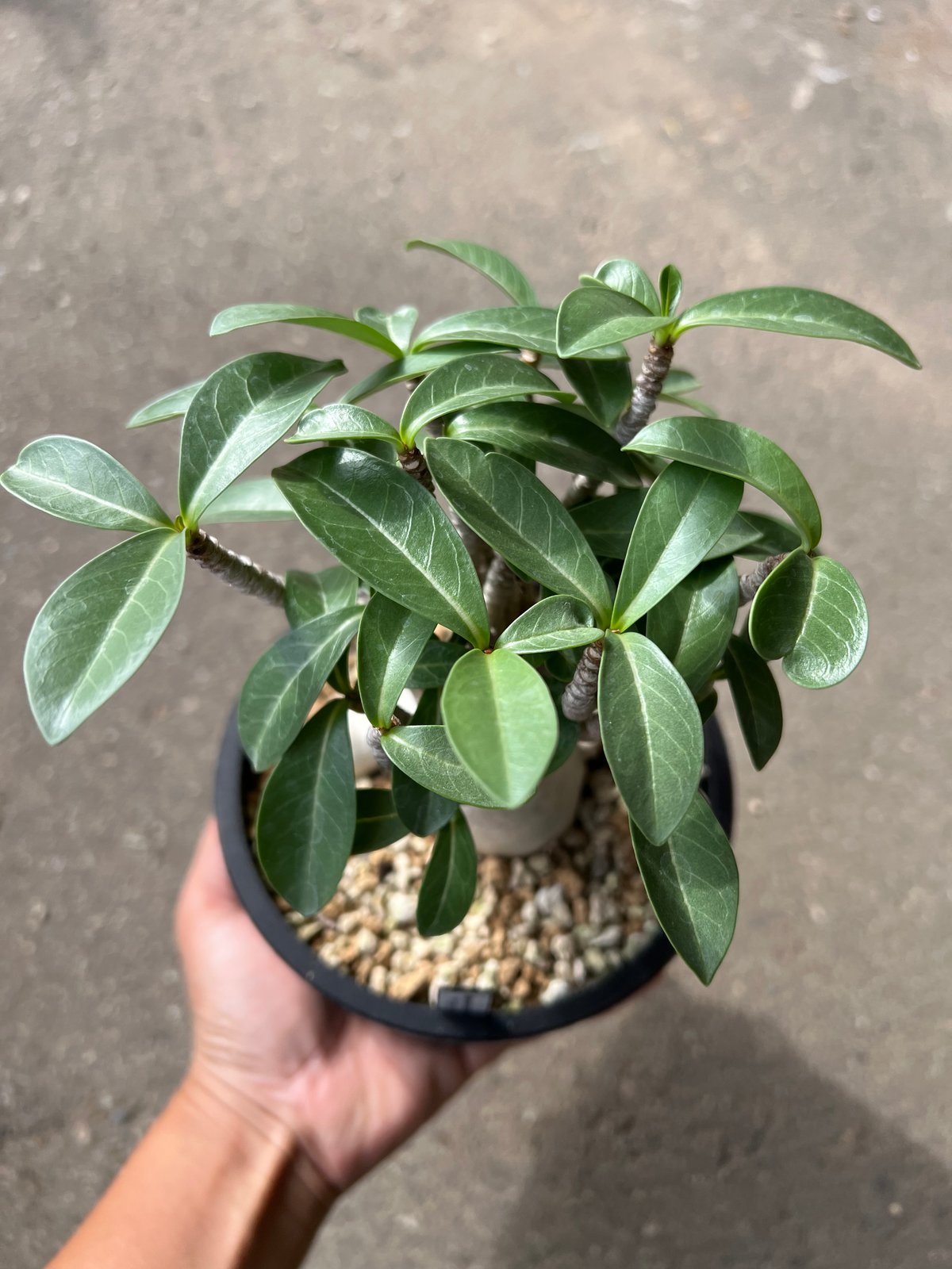 アデニウム アデニウム コンパクト | STELLA.PLANTS