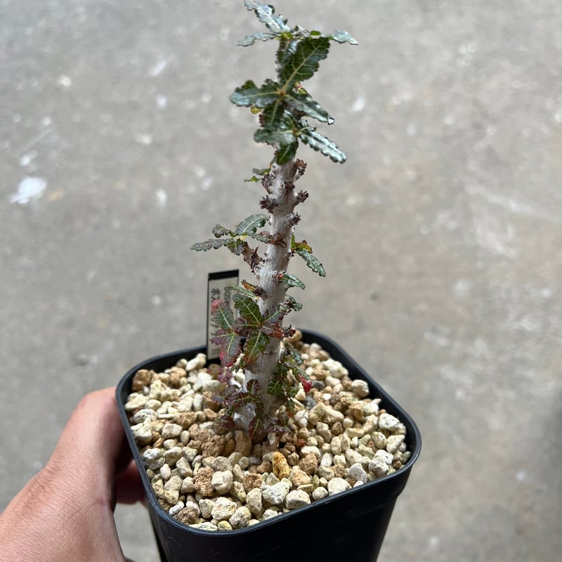 ボスウェリア　ナナ　実生2年 ボスウェリア ナナ 実生2年 ボスウェリア ナナ | STELLA.PLANTS