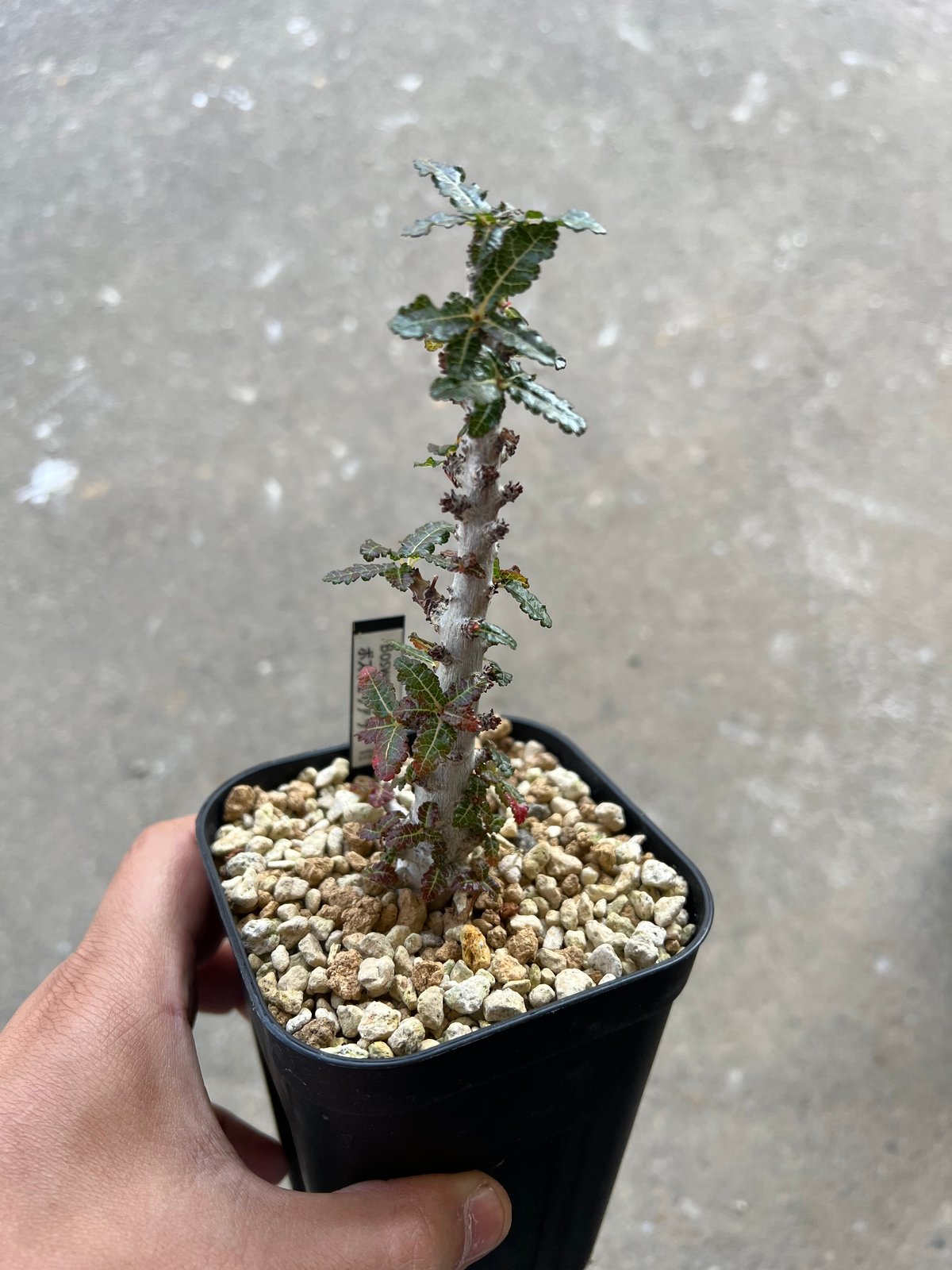 ボスウェリア　ナナ　実生703 ボスウェリア ナナ 実生703 ボスウェリア ナナ(Boswellia nana