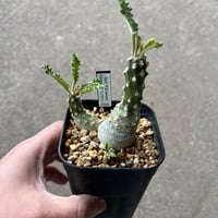 ブーファン ハエマンソイデス | STELLA.PLANTS ブーファン ハエマンソイデス | STELLA.PLANTS