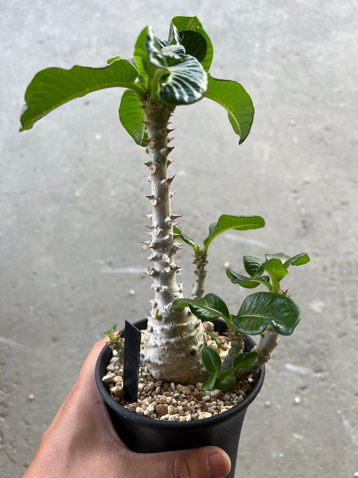 パキポディウム ウィンゾリー | STELLA.PLANTS パキポディウム ウィンゾリー | STELLA.PLANTS