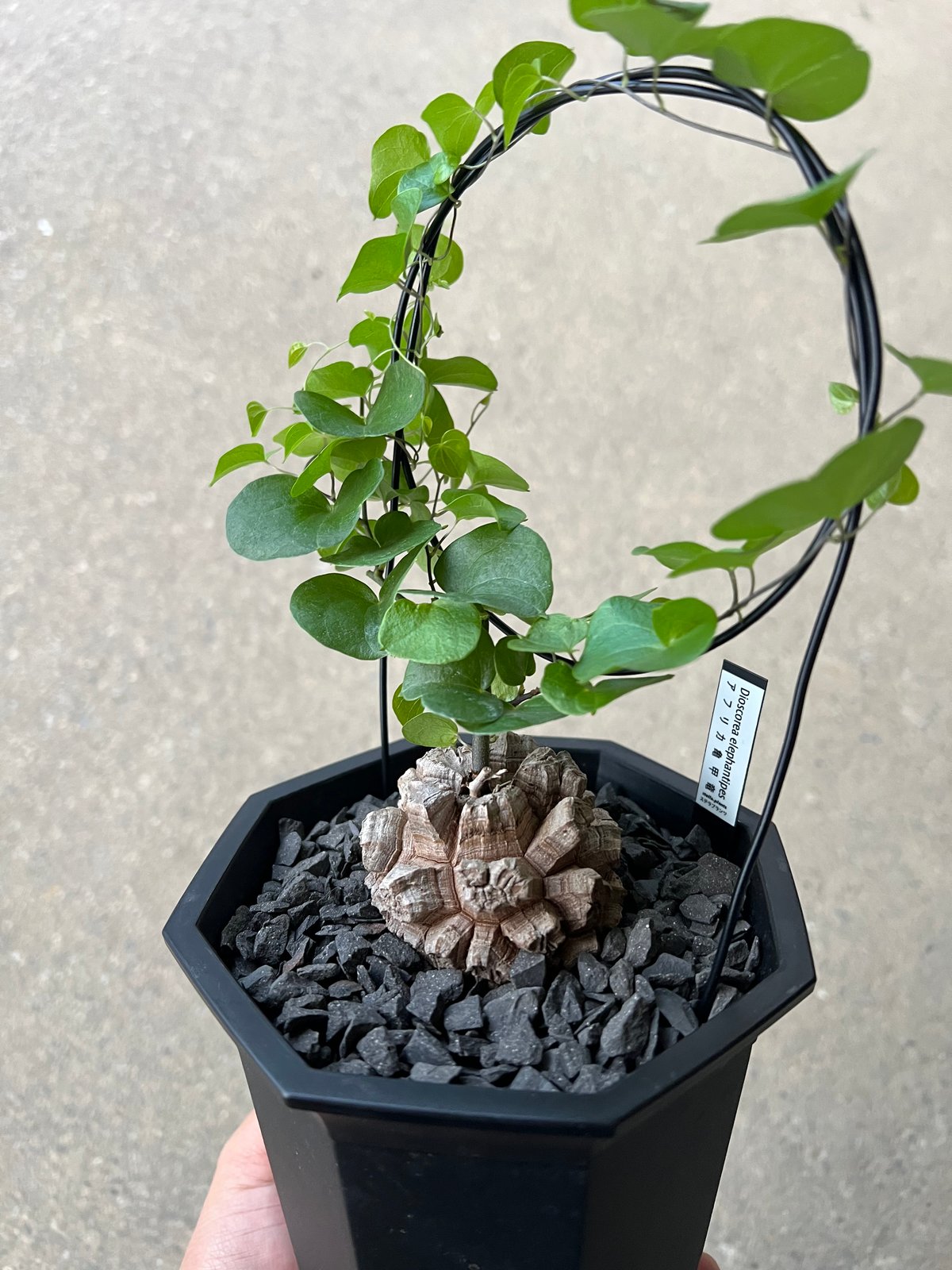 アフリカ亀甲竜 | STELLA.PLANTS