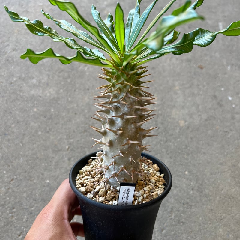 激レア】リグナムバイタ・癒瘡木の実生苗2 【公式通販】