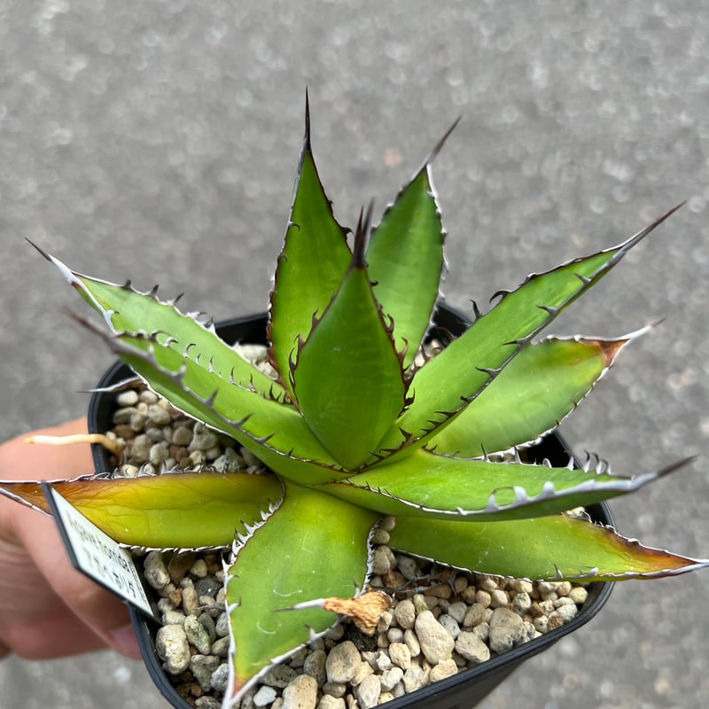 アガベ ホリダドワーフ カリフォルニア | STELLA.PLANTS アガベ ホリダドワーフ カリフォルニア | STELLA.PLANTS