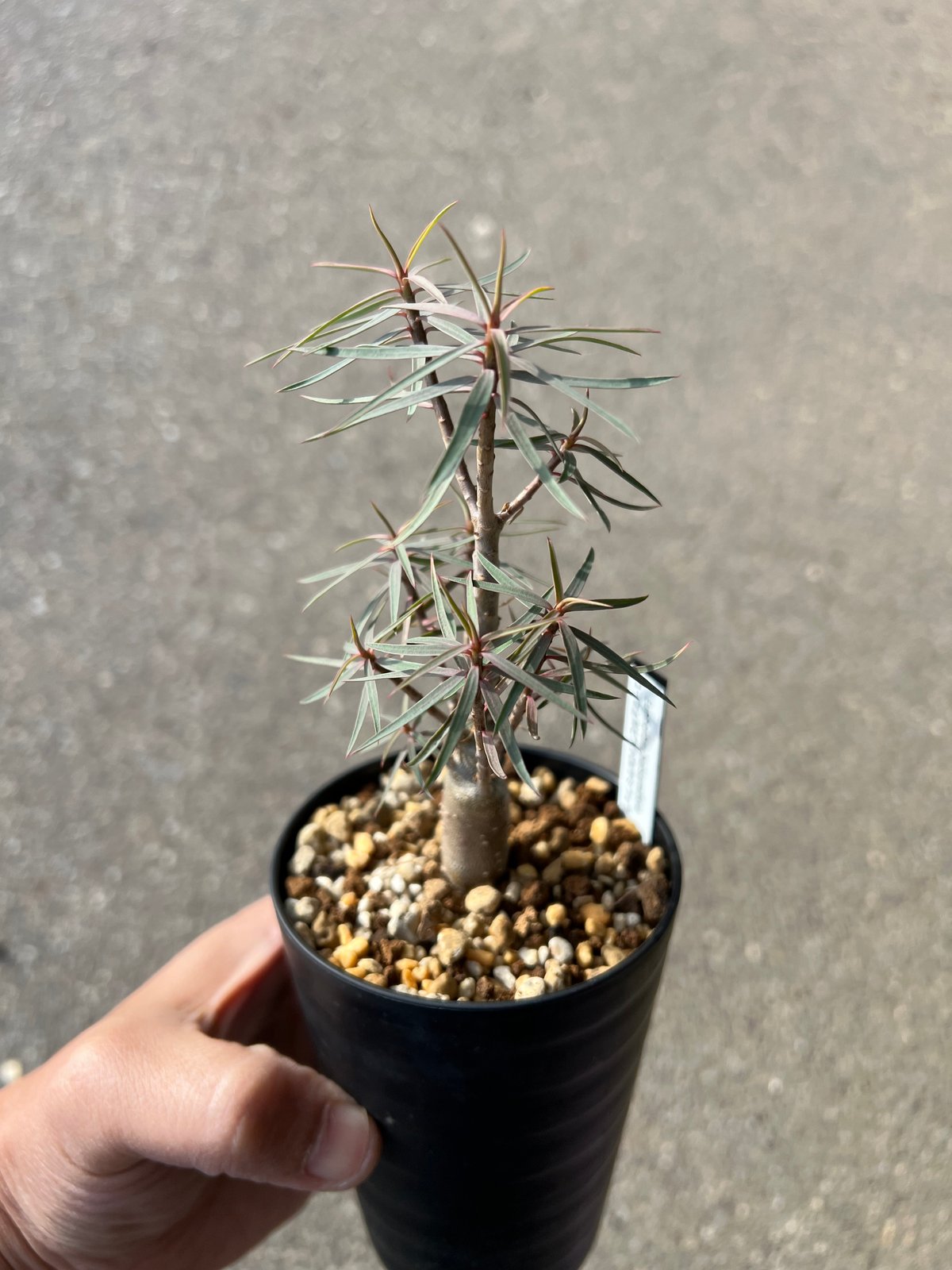 ユーフォルビア バルサミフェラ1 | STELLA.PLANTS