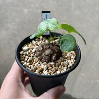 ブーファン ハエマンソイデス | STELLA.PLANTS ブーファン ハエマンソイデス | STELLA.PLANTS