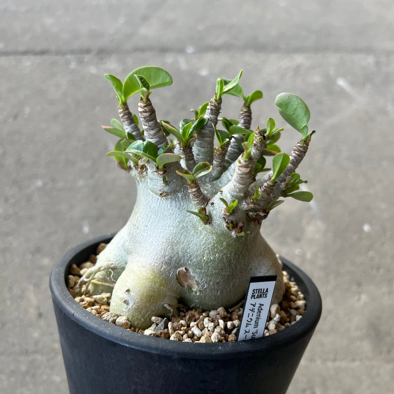 アデニウムアラビカムスーパードワーフ アデニウム アラビカム スーパードワーフ2 | STELLA.PLANTS