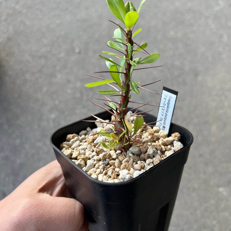 フォークイエリア　プルプシー フォークイエリア プルプシー1 | STELLA.PLANTS