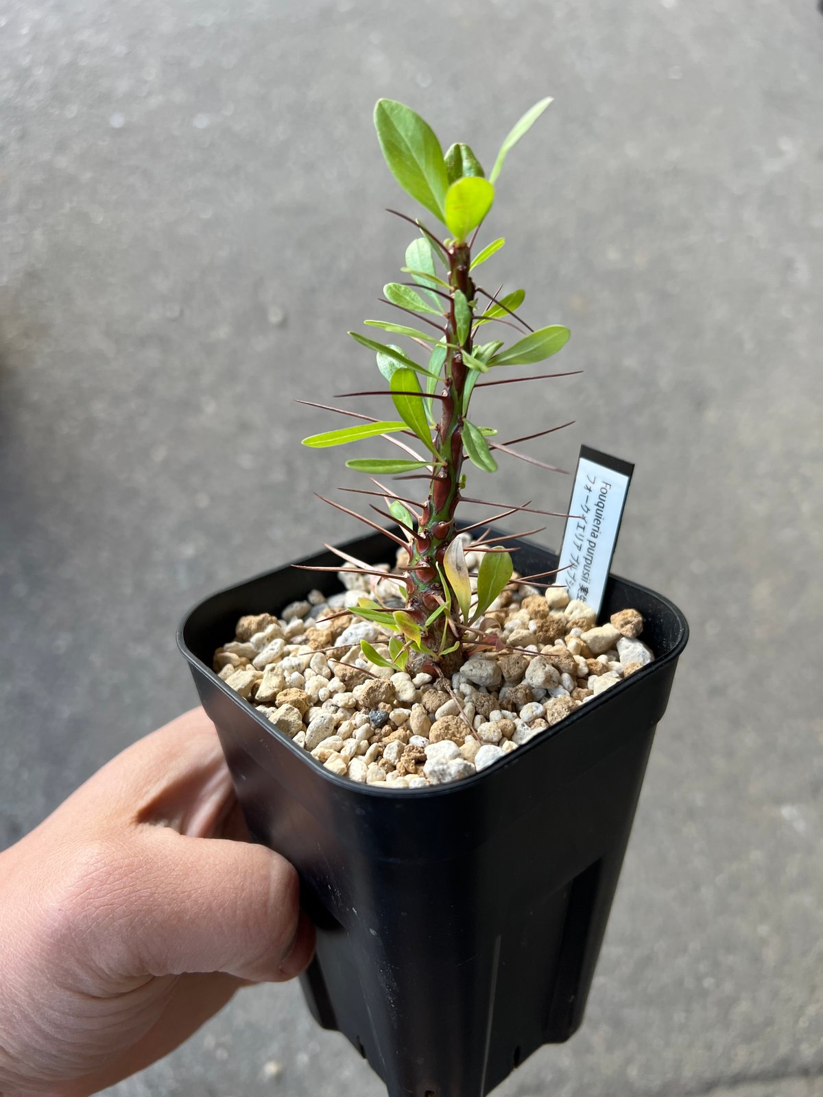 fit=scale-down,w=1200