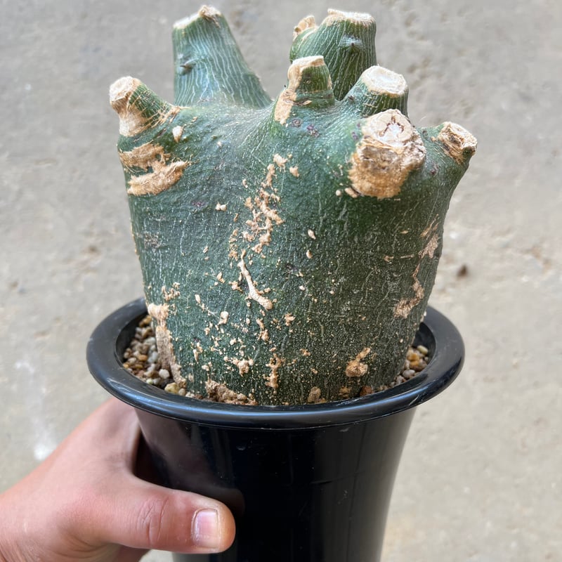 アデニア　プセウドグロボーサ　現地球 発根株　大株（鉢付き） コーデックス：アデニア プセウドグロボーサ*塊根幅14cm 現品