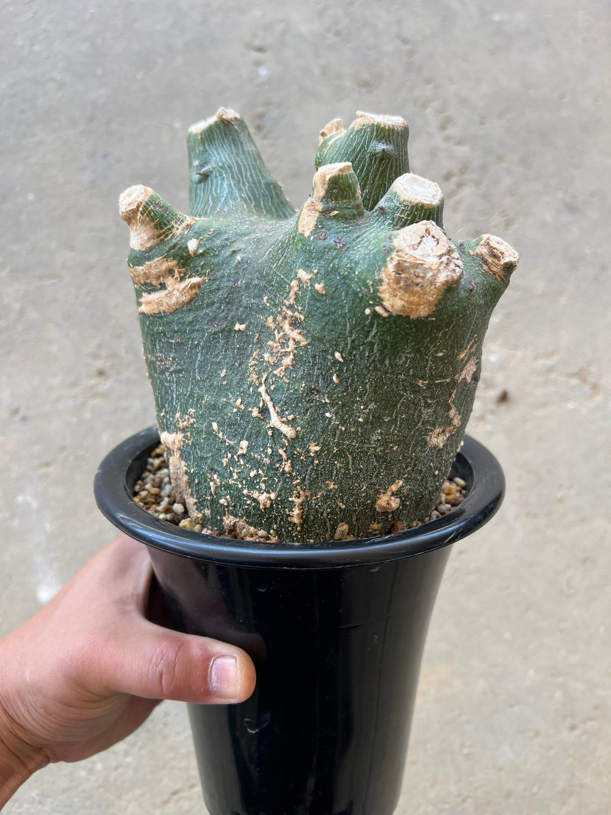 【画像追加】アデニア プセウドグロボーサ 現地球 丸型良樹形 発根済み 鉢ごと アデニア・プセウドグロボーサ（現地株、発根済み）
