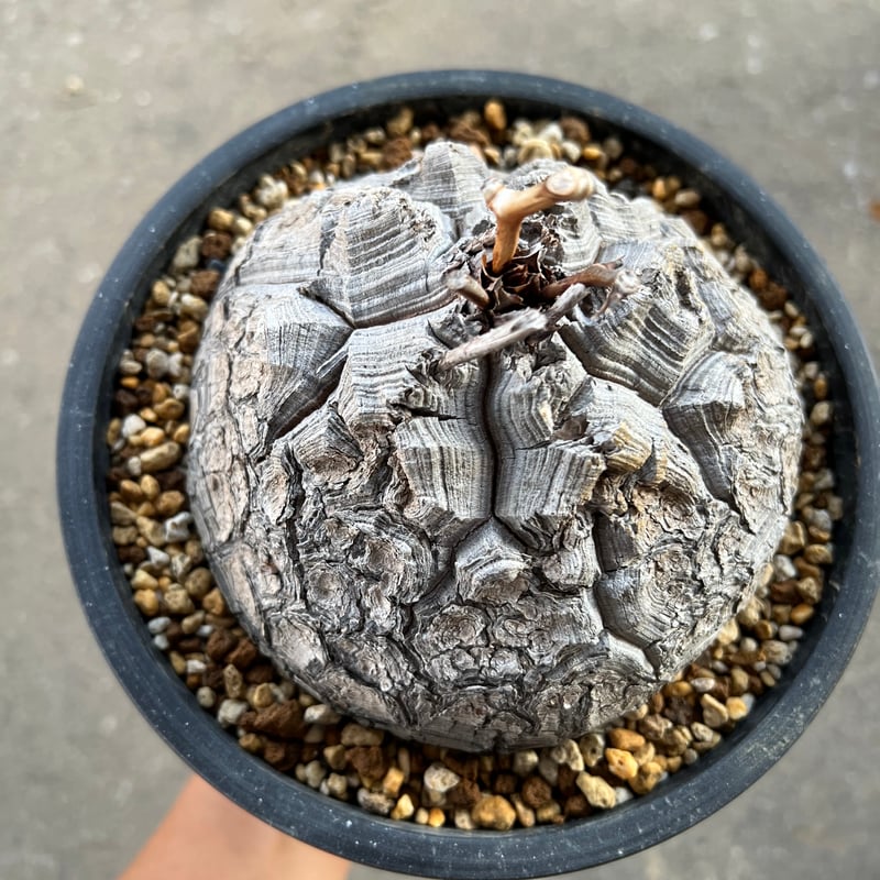 アフリカ亀甲竜 5.5寸5 | STELLA.PLANTS アフリカ亀甲竜 5.5寸5 | STELLA.PLANTS