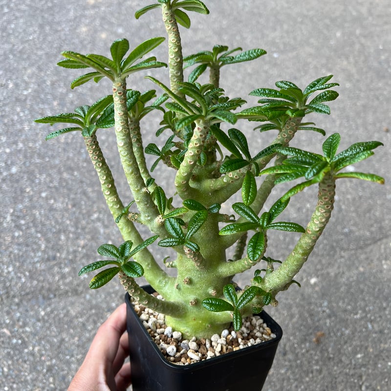 ドルステニア ギガス 5年目② ドルステニア ギガス5 | STELLA.PLANTS