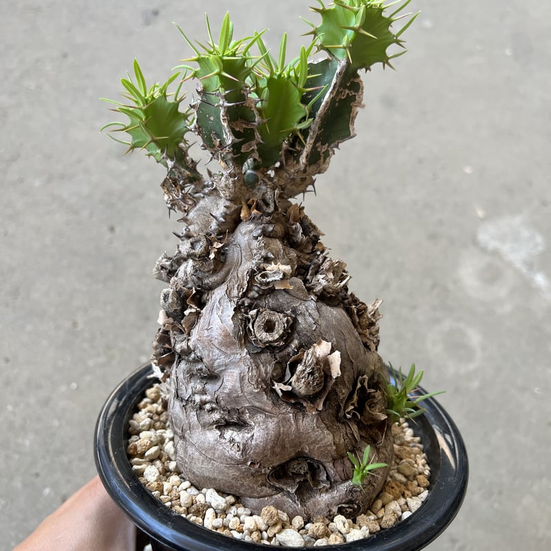 ユーフォルビア ムランジーナ | STELLA.PLANTS ユーフォルビア ムランジーナ | STELLA.PLANTS