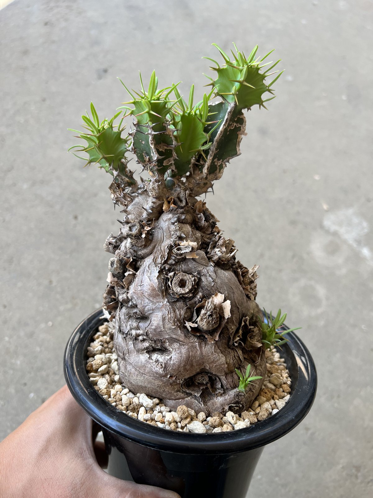 ユーフォルビア ムランジーナ | STELLA.PLANTS