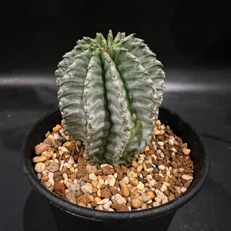 CATEGORY ユーフォルビア | STELLA.PLANTS CATEGORY ユーフォルビア | STELLA.PLANTS