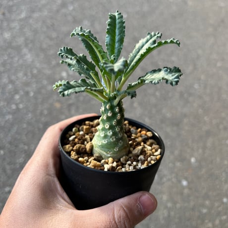 ラブラニー | STORES