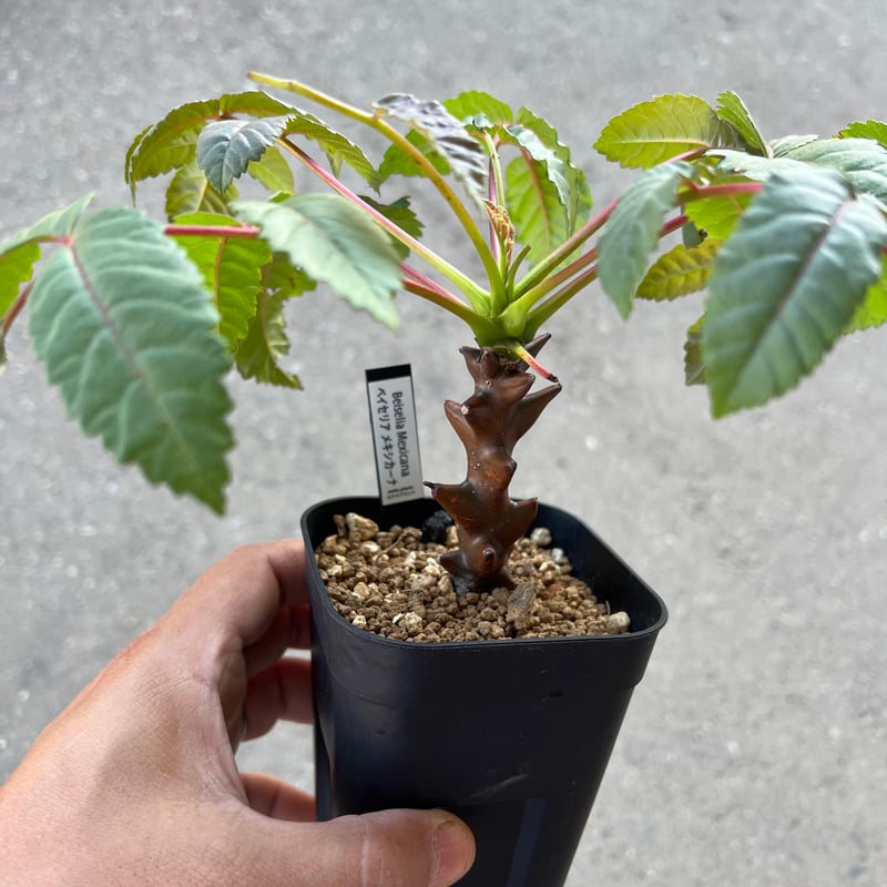 ベイセリア メキシカーナ | STELLA.PLANTS ベイセリア メキシカーナ | STELLA.PLANTS