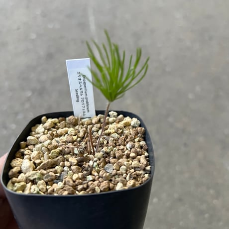 エリオスペルマム | STORES