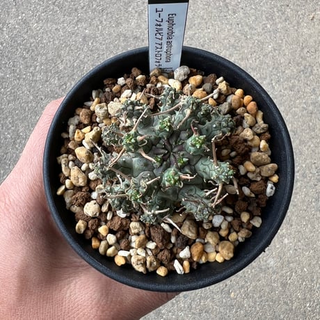 CATEGORY ユーフォルビア | STELLA.PLANTS