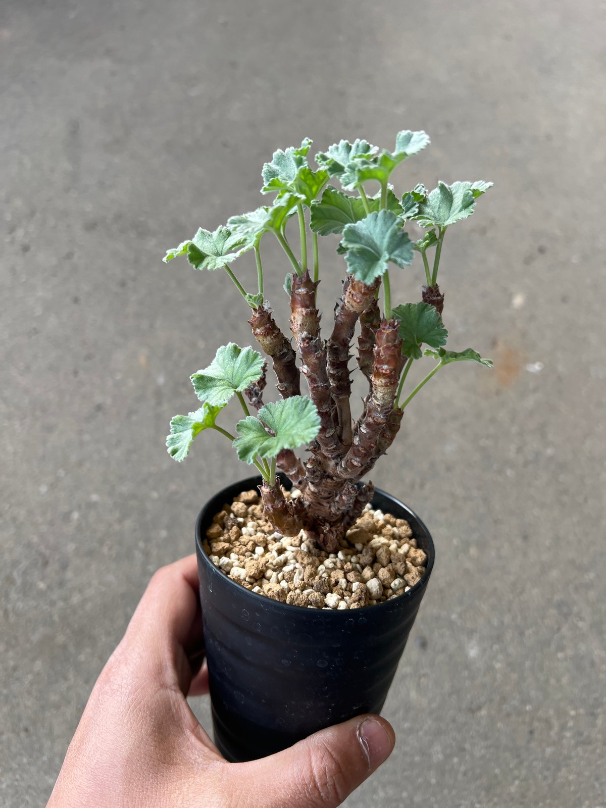ペラルゴニウム ミラビレ 発根2年目 ペラルゴニウム ミラビレ2 | STELLA.PLANTS