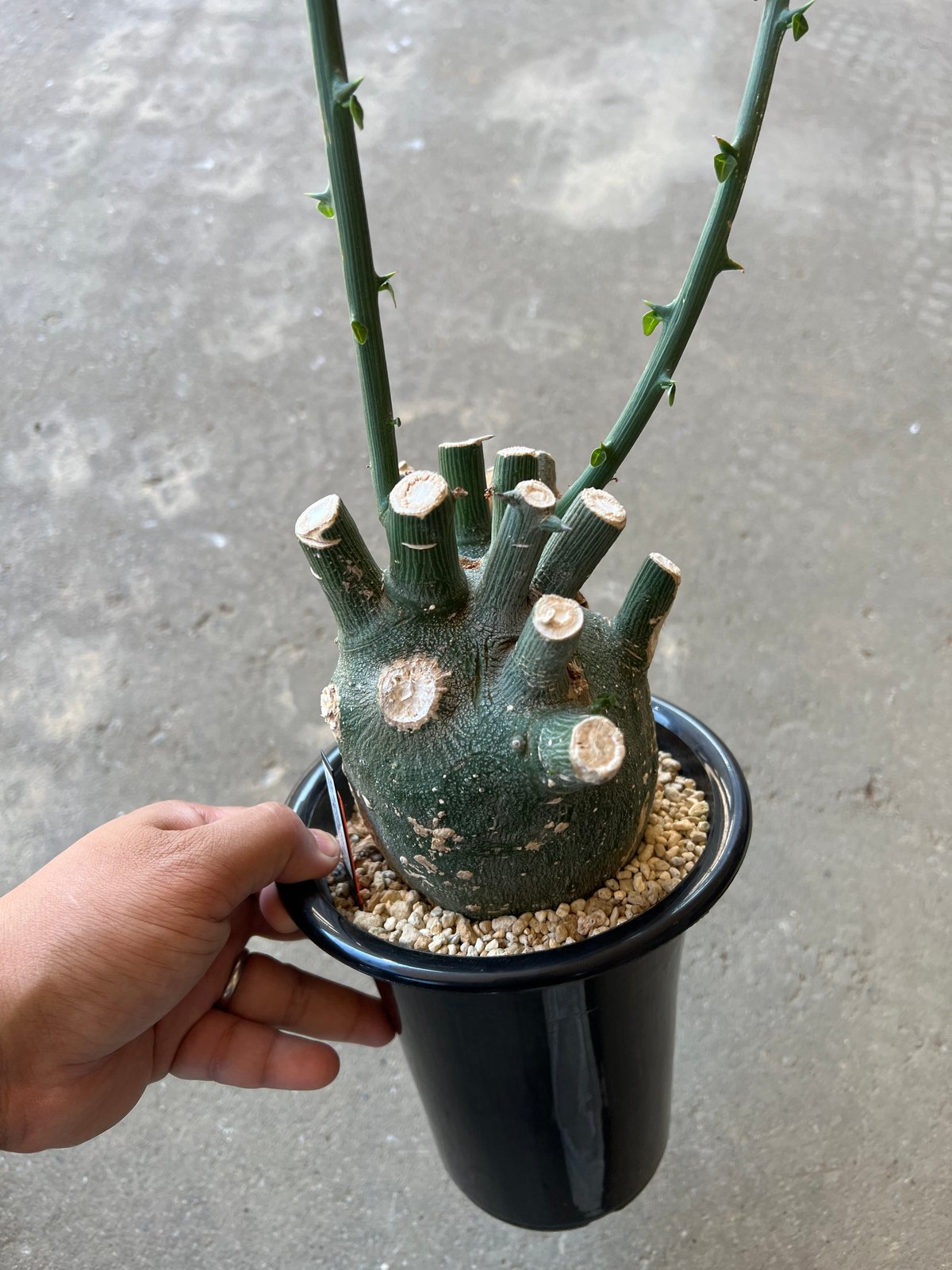 アデニア プセウドグロボーサ | STELLA.PLANTS 