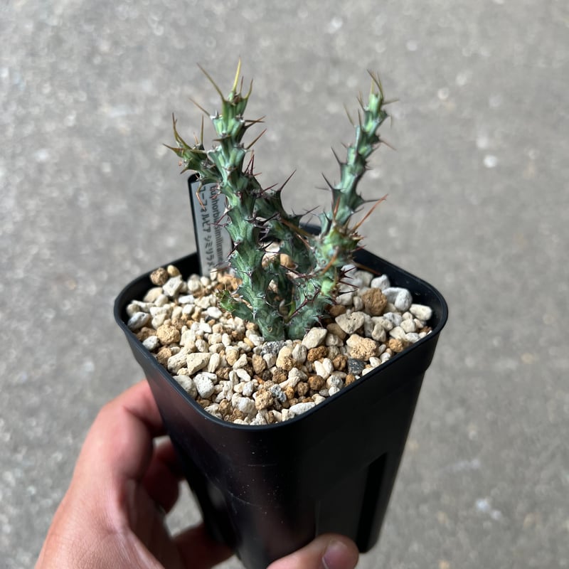 ユーフォルビア シミリラメア【実生苗】 ユーフォルビア シミリラメア | STELLA.PLANTS