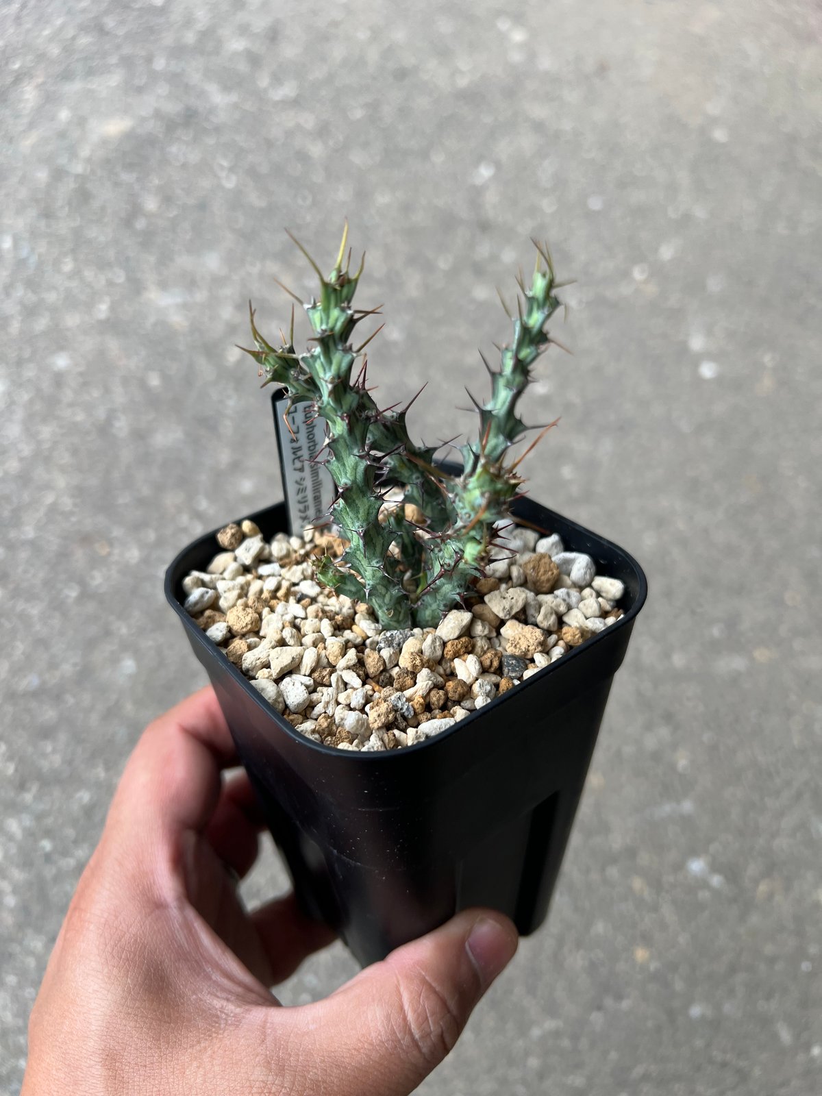 ユーフォルビア シミリラメア【実生苗】 ユーフォルビア シミリラメア | STELLA.PLANTS