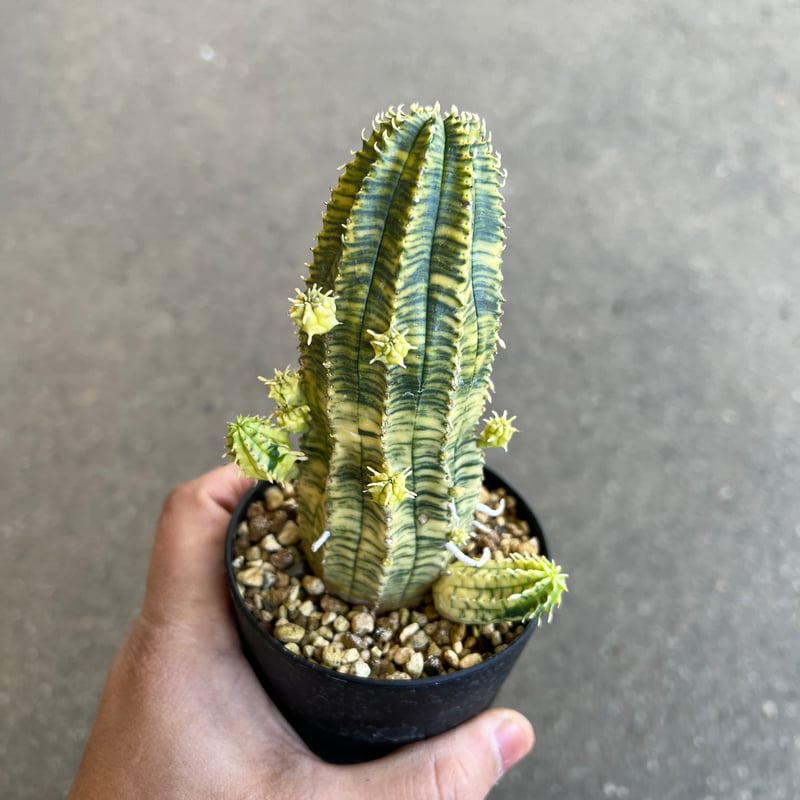 ユーフォルビア 魔紅麒麟錦　カキコ含む　一鉢　サボテン　多肉植物 ユーフォルビア 魔紅キリン錦 | hanayoshi-botanical