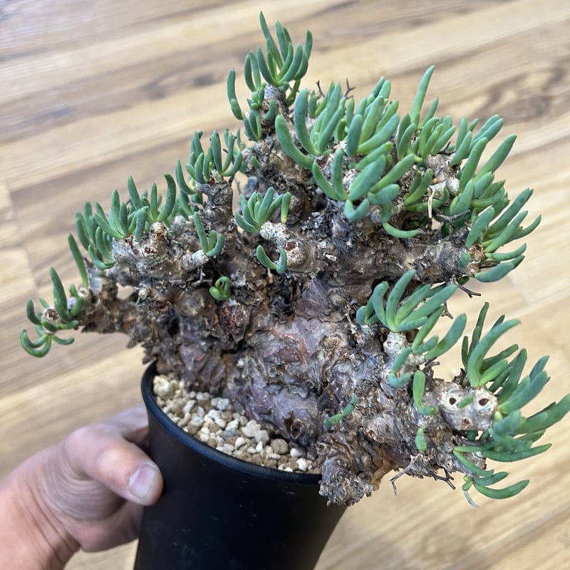 Tylecodon reticulatus 万物想 実生 - 植物/観葉植物 Tylecodon reticulatus 万物想 実生 - 植物/観葉植物