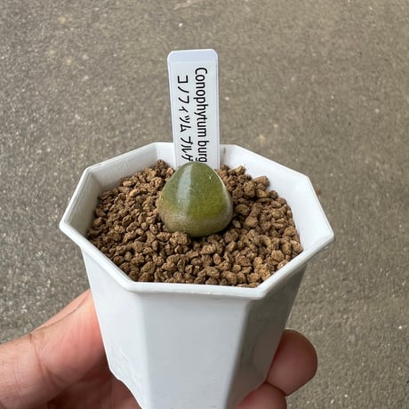 レア❤️カット苗✨丸葉象牙スペシャル✨ CATEGORY 多肉植物 | STELLA.PLANTS