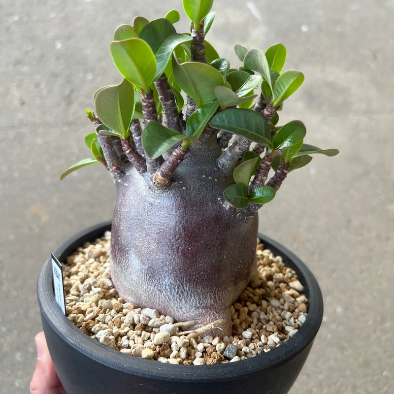 アデニウム アラビカム ブラックスキン2 | STELLA.PLANTS