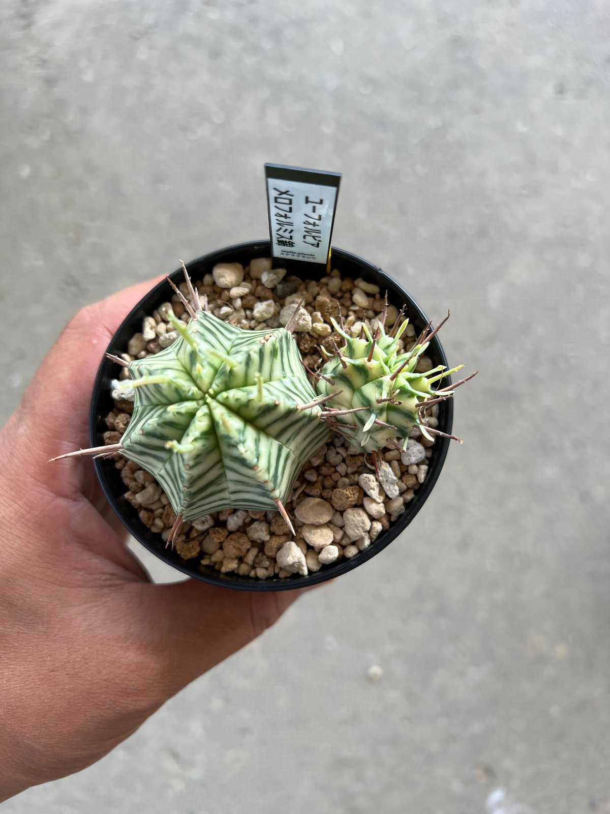 ユーフォルビア メロフォルミス錦 | STELLA.PLANTS ユーフォルビア メロフォルミス錦 | STELLA.PLANTS