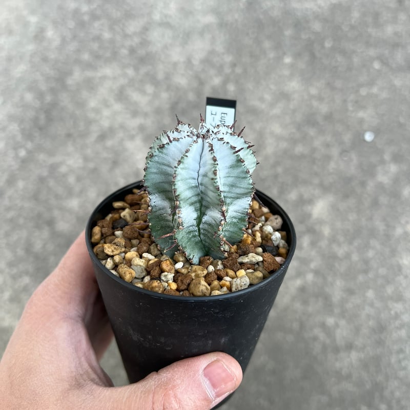 ホリダ 雌花 カキコ ユーフォルビア ポリゴナ ユーフォルビア ホリダ ポリゴナ